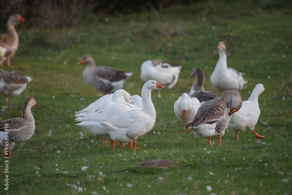 Obraz premium Domestic geese flock grazing on green farm field
