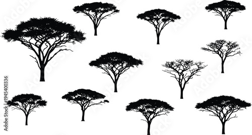 Black vector silhouette set of African acacia trees and savanna safari vegetation icons isolated on white background for nature and travel landscape designs.