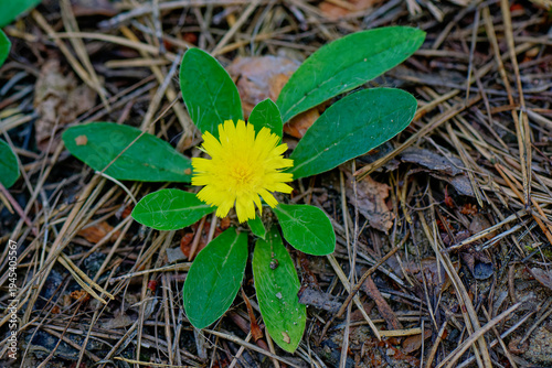 Kleines Habichtskraut (Hieracium pilosella)