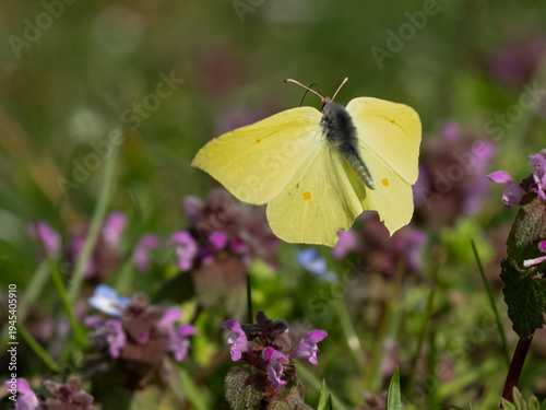Zitronenfalter, Gonepteryx rhamni