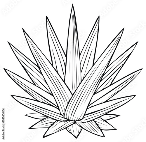 Agave plant drawing with many long pointy leaves on a white background for use in coloring pages and illustrations