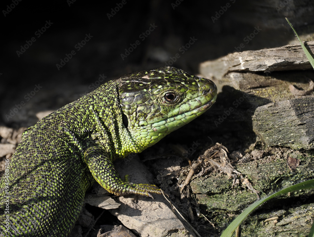Fototapeta premium Westliche Smaragdeidechse, Lacerta bilineata