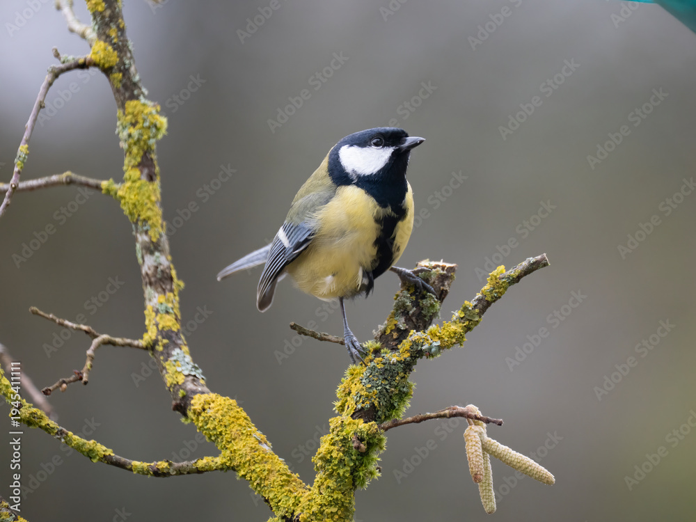 Obraz premium Kohlmeise (Parus major) 