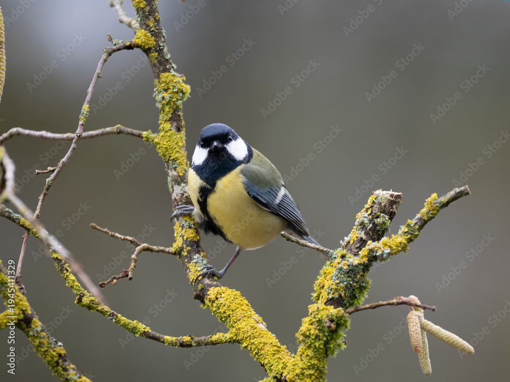 Fototapeta premium Kohlmeise (Parus major) 