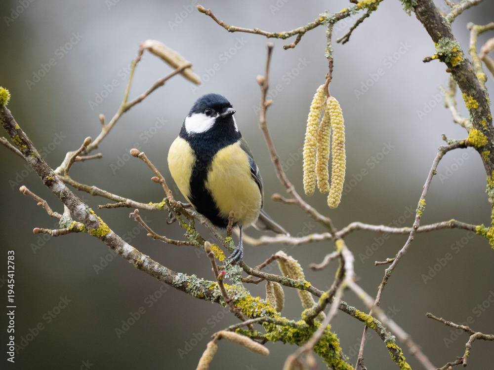 Fototapeta premium Kohlmeise (Parus major) 