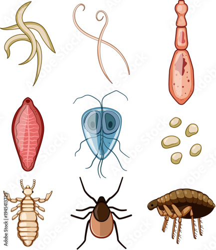 Collecting different types of human and animal parasites, including microscopic organisms, internal worms, insects, and arachnids, illustrating biology and health concerns