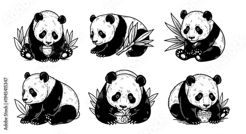 Adorable Giant Panda Bears in Various Poses Hand Drawn Illustration Set.