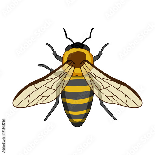 Honey bee insect with black and yellow stripes, transparent wings, and antennae representing pollination, nature conservation, and environmental sustainability concepts