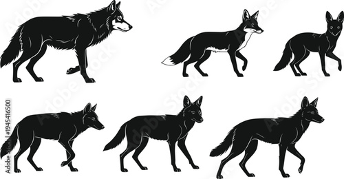 Set of diverse wild canine animal silhouettes, including wolves, coyotes, and foxes in various walking and standing poses, for a wildlife and nature concept