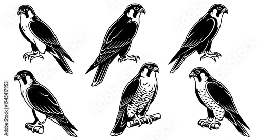 Collection of Majestic Falcon Illustrations in Detailed Black and White Engraving Style.