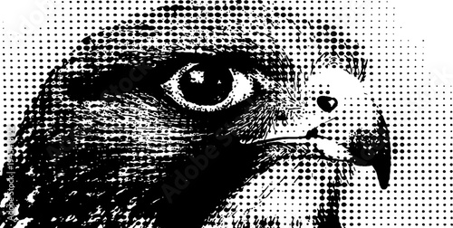 Fierce eagle head in black and white halftone style for vintage design