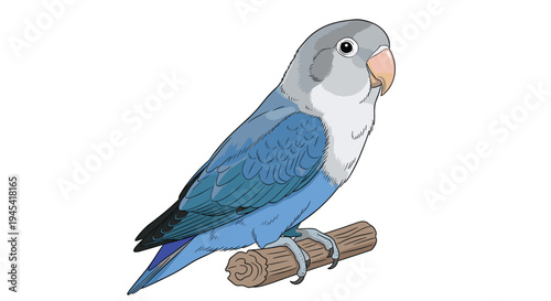 Beautiful blue and grey lovebird parrot perched on a dry wooden branch, isolated on a white background as a vector graphic.