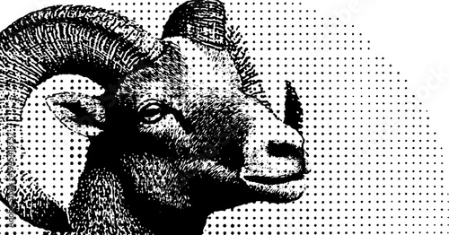 Vintage halftone ram with curled horns in black and white for artistic design