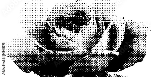 Detailed halftone rose flower bloom in black and white for design projects