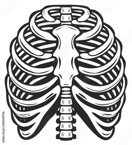Illustration of human rib cage, stylized medical concept