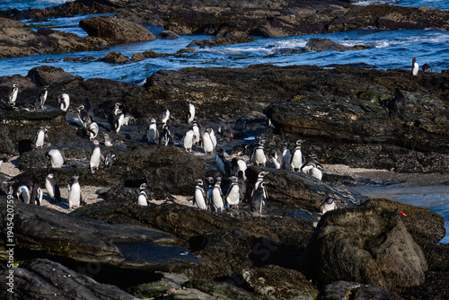 Magellanic Penguin Colony Resting on Rocky Shore in Patagonia