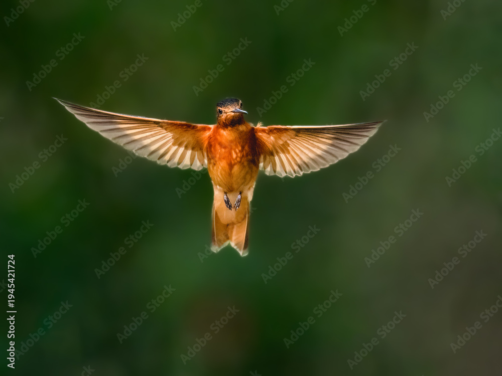 Fototapeta premium Shining Sunbeam Hummingbird Hovering Against Blurred Green Background