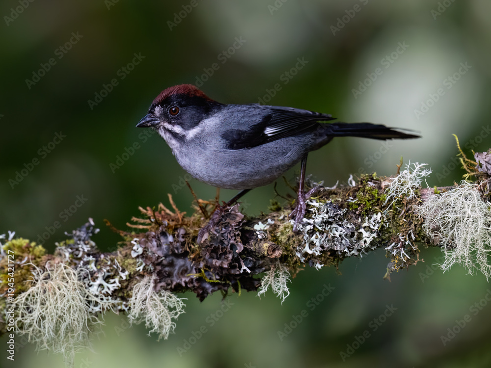 Obraz premium Northern Slaty Brushfinch Perched on Mossy Branch in Cloud Forest