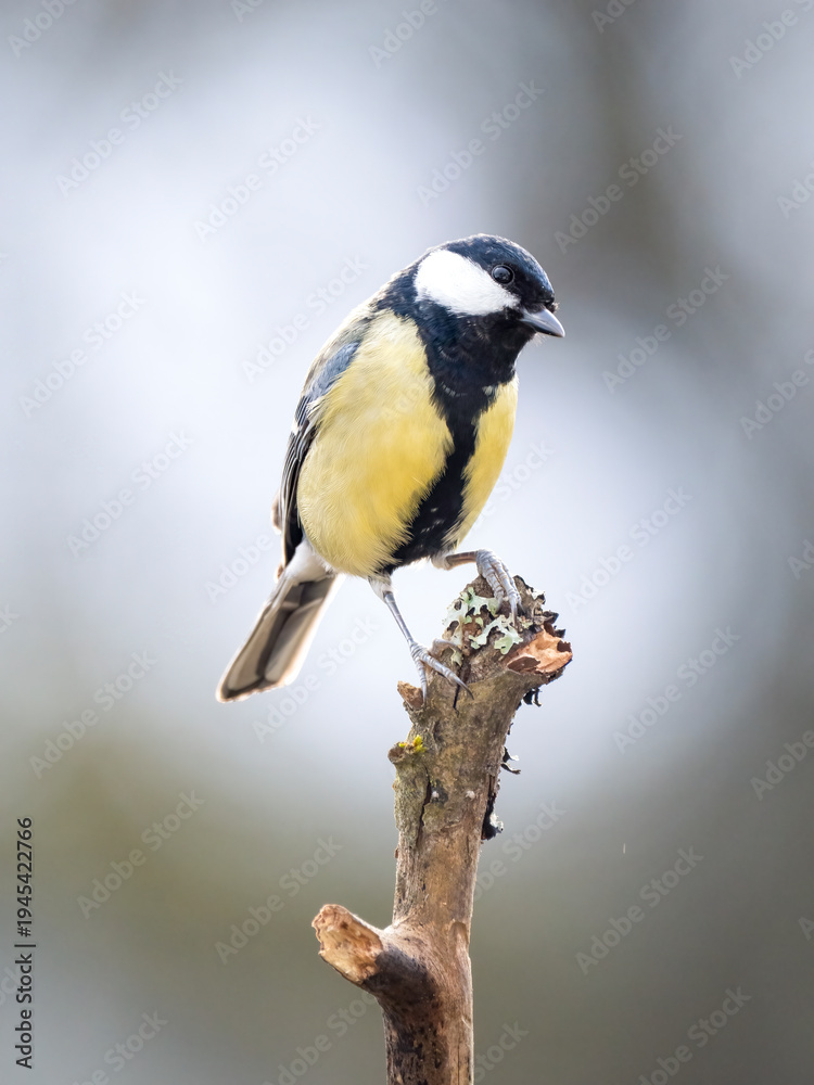 Fototapeta premium Kohlmeise (Parus major) 