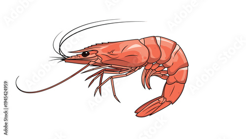 Detailed illustration of a fresh pink shrimp showing its long antennae and curved body structure for seafood market, culinary arts, and marine life themes.