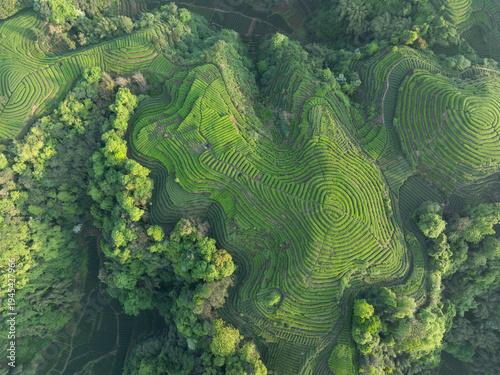 Aerial view of beautiful tea crop terrace landscape in China