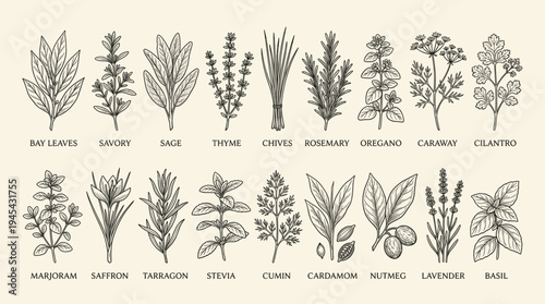 A collection of various herbs and plants, including bay leaves, rosemary, thyme, and basil, illustrated in black and white on a beige background with labels.