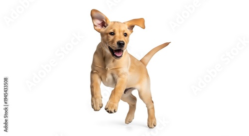 A playful and energetic puppy in motion