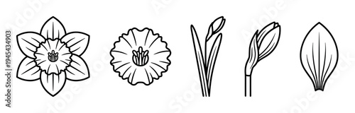 Set of black line art daffodil flower illustrations showing different parts like the bloom, bud, stem, and petal in a minimalist graphic style for botanical concepts