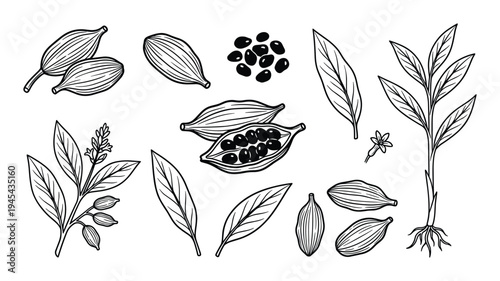 Cardamom spice plant pods and seeds detailed illustration botanical elements
