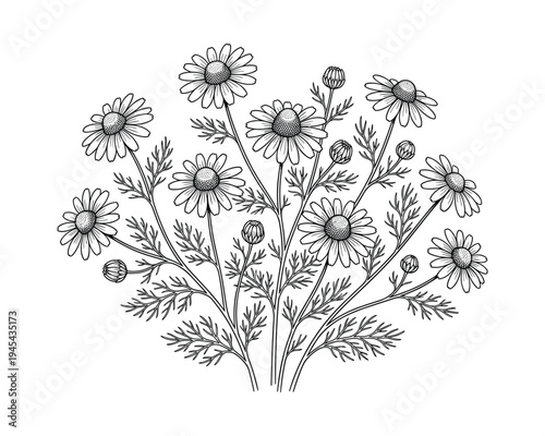 Chamomile flower bouquet medicinal herb small daisy like blooms botanical illustration