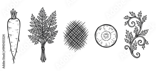 Hand drawn carrot illustration set with a whole root vegetable, leafy tops, a cross section slice, and a decorative floral element in a vintage engraving style