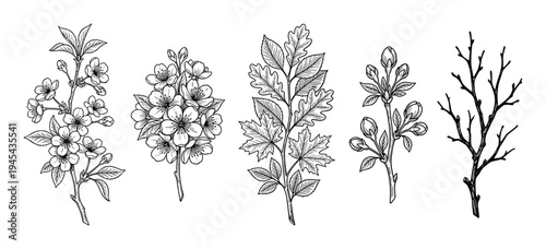 Set of five hand-drawn seasonal tree branches in a vintage sketch style, showing the life cycle from winter bare twigs and spring buds to blooming flowers and autumn leaves