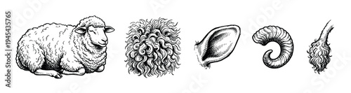 Set of vintage sheep illustrations showing the full animal, wool texture, ear, horn, and tail in a detailed black and white hand-drawn engraving style for anatomical study