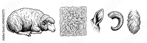 Detailed set of hand-drawn sheep illustrations featuring a lying lamb, a swatch of wool texture, an ear, a horn, and a fluffy tail in a vintage black ink engraving style