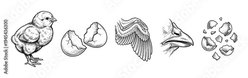 Hand-drawn collection of chicken life cycle illustrations with a newborn chick, broken eggshell, bird wing, and beak in a vintage black and white engraving art style