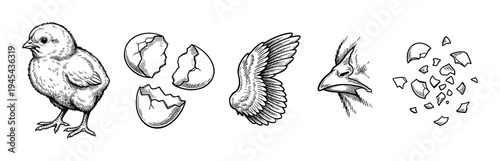 Hand-drawn chicken illustration set with a chick, broken eggshell, bird wing, beak, and shattered shell pieces in a vintage black and white engraving sketch style