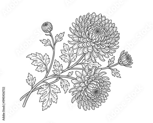 Chrysanthemum flower branch with blooming buds and leaves engraving style floral vector illustration