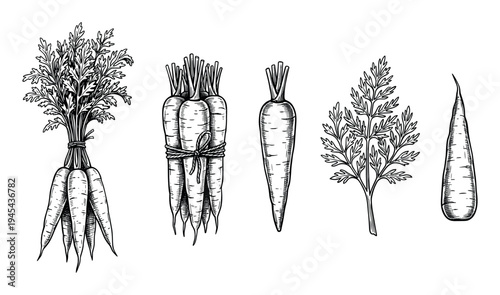 Hand-drawn black and white carrot illustration set showing bunches, single roots, and leaves in a detailed vintage engraving style for botanical and culinary concepts