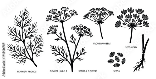 Set of dill plant elements, including feathery fronds, flower umbels, stems, seeds, and seed heads