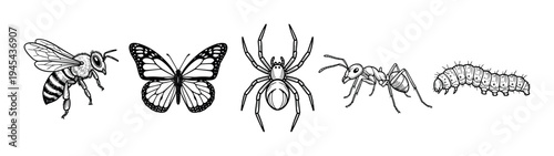 Black and white insect and arachnid collection featuring a bee, butterfly, spider, ant, and caterpillar in a detailed, hand-drawn sketch style perfect for scientific illustration