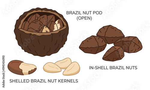 Anatomy of brazil nut pod and kernels diagram