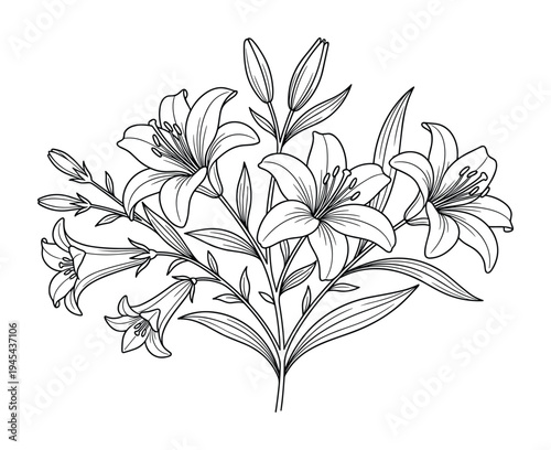 Lily flower bouquet with buds and leaves line art vector element illustration