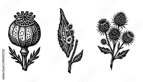 Botanical linocut set featuring poppy pod milkweed and thistle wildflower icons