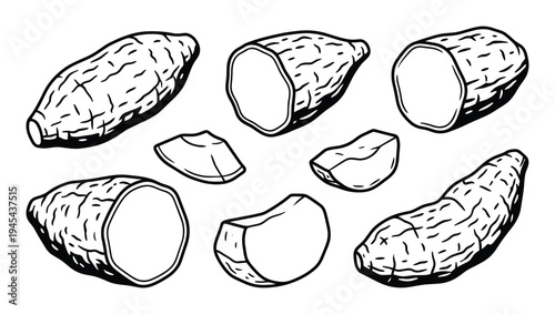 Sweet potato tubers sketch set, hand drawn vector illustration of whole and sliced yams