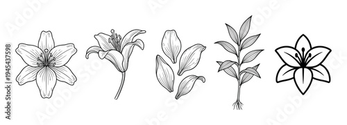 Set of hand-drawn lily flower illustrations in a black and white line art style, featuring various views, individual petals, a plant stem, and a simple graphic icon