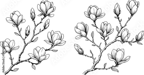 Vintage magnolia branch sketch collection, hand drawn botanical flower elements, spring blossom branches, decorative woodcut style vector design