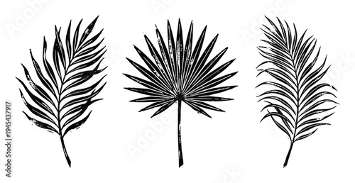 Set of tropical palm leaves, hand drawn silhouette style, isolated design elements