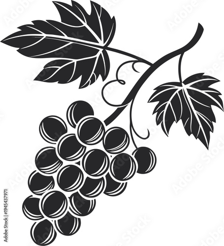 grapes vector illustration