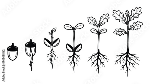 Stages of oak tree growth from acorn to mature sapling showing root development