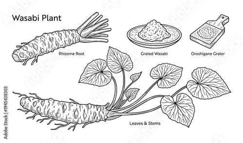 Wasabi plant components shown with rhizome root leaves stems and grated condiment